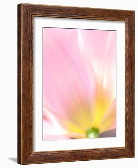 Beautiful Soft Pastel Image of Fresh Spring Vibrant Tulip Flower-Veneratio-Framed Photographic Print