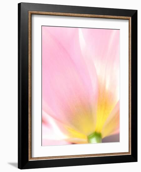 Beautiful Soft Pastel Image of Fresh Spring Vibrant Tulip Flower-Veneratio-Framed Photographic Print