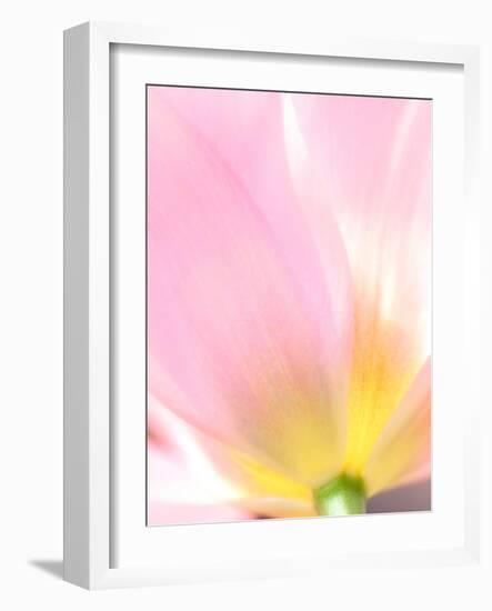 Beautiful Soft Pastel Image of Fresh Spring Vibrant Tulip Flower-Veneratio-Framed Photographic Print