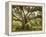 Beautiful Southern Live Oak tree, Flordia-Maresa Pryor-Framed Premier Image Canvas