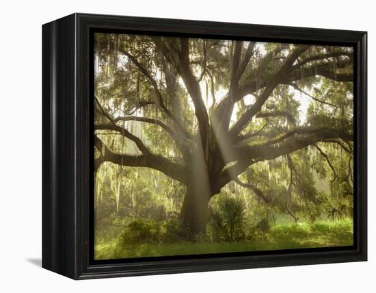 Beautiful Southern Live Oak tree, Flordia-Maresa Pryor-Framed Premier Image Canvas