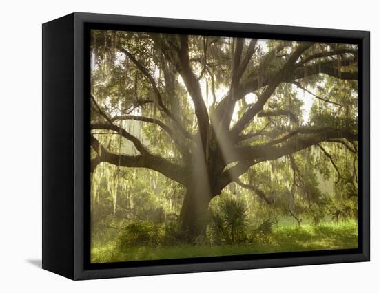 Beautiful Southern Live Oak tree, Flordia-Maresa Pryor-Framed Premier Image Canvas