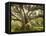 Beautiful Southern Live Oak tree, Flordia-Maresa Pryor-Framed Premier Image Canvas