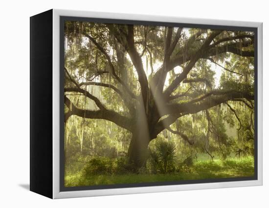 Beautiful Southern Live Oak tree, Flordia-Maresa Pryor-Framed Premier Image Canvas