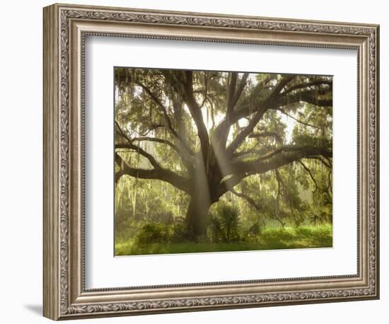 Beautiful Southern Live Oak tree, Flordia-Maresa Pryor-Framed Photographic Print