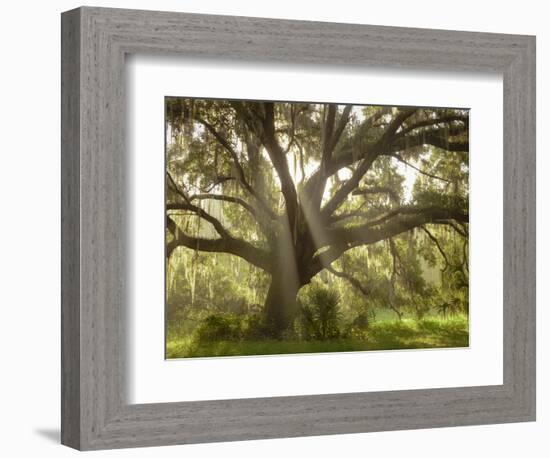 Beautiful Southern Live Oak tree, Flordia-Maresa Pryor-Framed Photographic Print