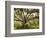 Beautiful Southern Live Oak tree, Flordia-Maresa Pryor-Framed Photographic Print