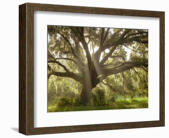 Beautiful Southern Live Oak tree, Flordia-Maresa Pryor-Framed Photographic Print
