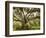 Beautiful Southern Live Oak tree, Flordia-Maresa Pryor-Framed Photographic Print