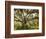 Beautiful Southern Live Oak tree, Flordia-Maresa Pryor-Framed Photographic Print