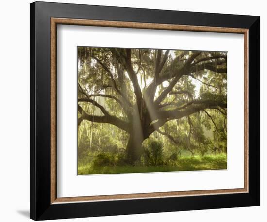 Beautiful Southern Live Oak tree, Flordia-Maresa Pryor-Framed Photographic Print