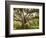 Beautiful Southern Live Oak tree, Flordia-Maresa Pryor-Framed Photographic Print