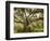 Beautiful Southern Live Oak tree, Flordia-Maresa Pryor-Framed Photographic Print