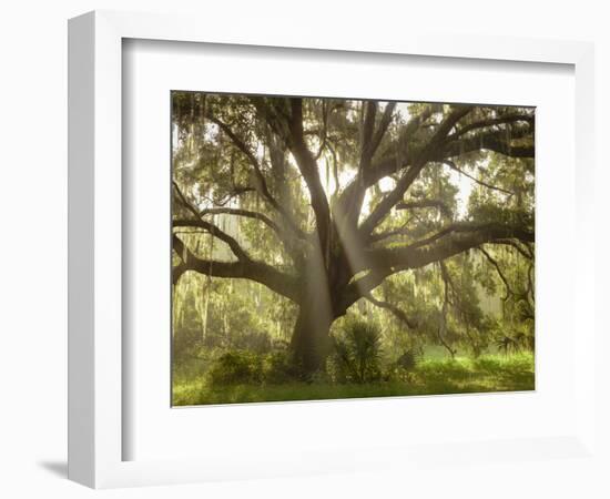 Beautiful Southern Live Oak tree, Flordia-Maresa Pryor-Framed Photographic Print