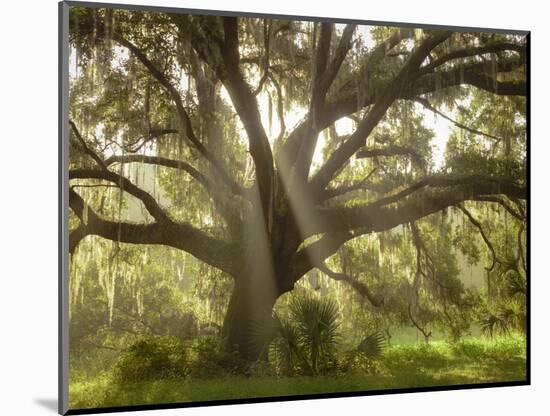 Beautiful Southern Live Oak tree, Flordia-Maresa Pryor-Mounted Photographic Print