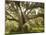 Beautiful Southern Live Oak tree, Flordia-Maresa Pryor-Mounted Photographic Print