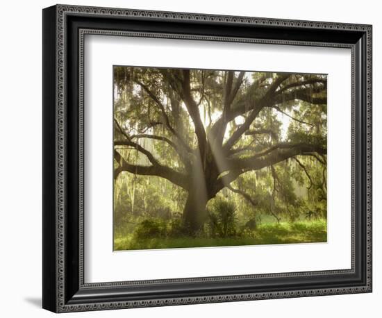 Beautiful Southern Live Oak tree, Flordia-Maresa Pryor-Framed Photographic Print