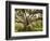 Beautiful Southern Live Oak tree, Flordia-Maresa Pryor-Framed Photographic Print