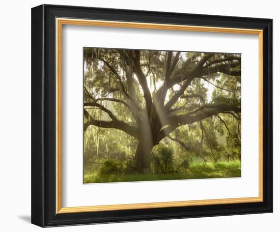 Beautiful Southern Live Oak tree, Flordia-Maresa Pryor-Framed Photographic Print