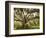 Beautiful Southern Live Oak tree, Flordia-Maresa Pryor-Framed Photographic Print