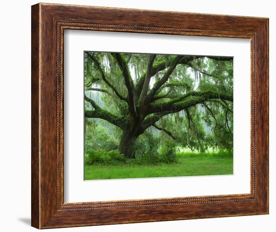 Beautiful Southern Live Oak tree, Flordia-Maresa Pryor-Framed Photographic Print