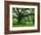 Beautiful Southern Live Oak tree, Flordia-Maresa Pryor-Framed Photographic Print