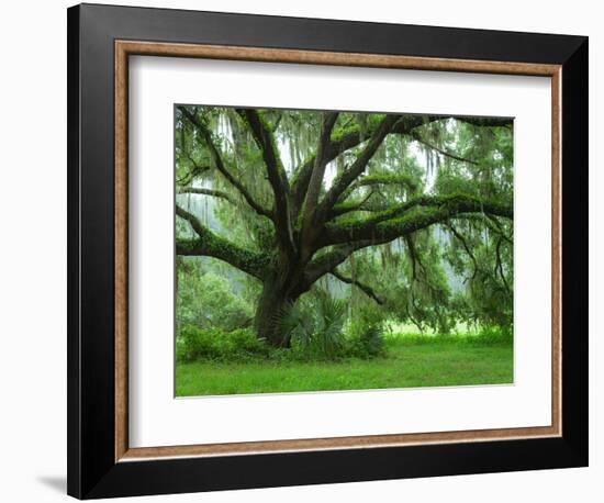 Beautiful Southern Live Oak tree, Flordia-Maresa Pryor-Framed Photographic Print