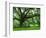 Beautiful Southern Live Oak tree, Flordia-Maresa Pryor-Framed Photographic Print