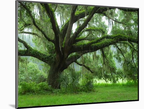 Beautiful Southern Live Oak tree, Flordia-Maresa Pryor-Mounted Photographic Print