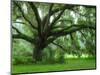 Beautiful Southern Live Oak tree, Flordia-Maresa Pryor-Mounted Photographic Print