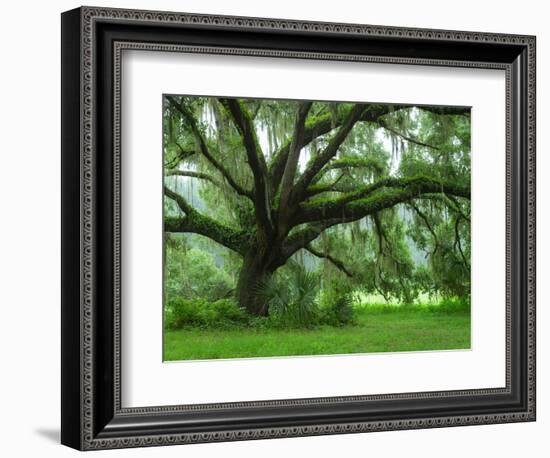 Beautiful Southern Live Oak tree, Flordia-Maresa Pryor-Framed Photographic Print