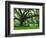 Beautiful Southern Live Oak tree, Flordia-Maresa Pryor-Framed Photographic Print