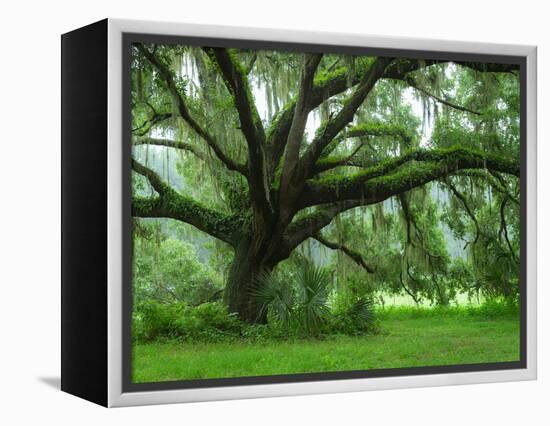 Beautiful Southern Live Oak tree, Flordia-Maresa Pryor-Framed Premier Image Canvas