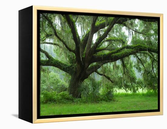 Beautiful Southern Live Oak tree, Flordia-Maresa Pryor-Framed Premier Image Canvas