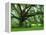 Beautiful Southern Live Oak tree, Flordia-Maresa Pryor-Framed Premier Image Canvas