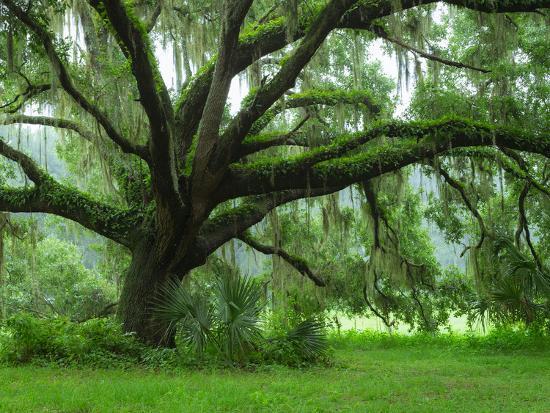 Beautiful Southern Live Oak tree, Flordia' Photographic Print - Maresa Pryor | Art.com