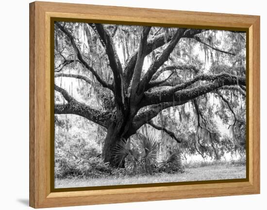 Beautiful Southern Live Oak tree, Flordia-Maresa Pryor-Framed Premier Image Canvas