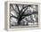 Beautiful Southern Live Oak tree, Flordia-Maresa Pryor-Framed Premier Image Canvas