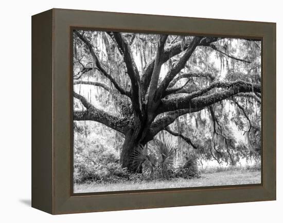 Beautiful Southern Live Oak tree, Flordia-Maresa Pryor-Framed Premier Image Canvas