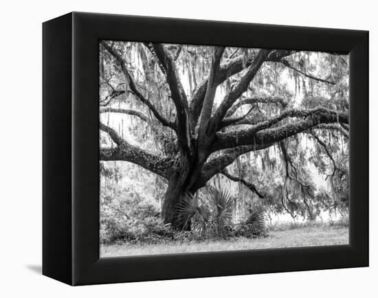 Beautiful Southern Live Oak tree, Flordia-Maresa Pryor-Framed Premier Image Canvas