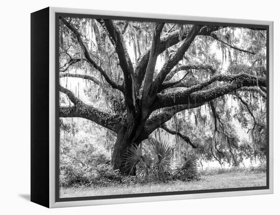 Beautiful Southern Live Oak tree, Flordia-Maresa Pryor-Framed Premier Image Canvas