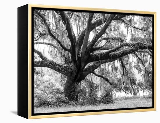 Beautiful Southern Live Oak tree, Flordia-Maresa Pryor-Framed Premier Image Canvas