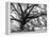 Beautiful Southern Live Oak tree, Flordia-Maresa Pryor-Framed Premier Image Canvas