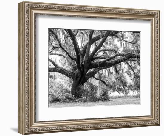 Beautiful Southern Live Oak tree, Flordia-Maresa Pryor-Framed Photographic Print