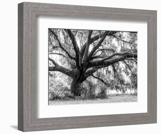 Beautiful Southern Live Oak tree, Flordia-Maresa Pryor-Framed Photographic Print