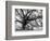 Beautiful Southern Live Oak tree, Flordia-Maresa Pryor-Framed Photographic Print