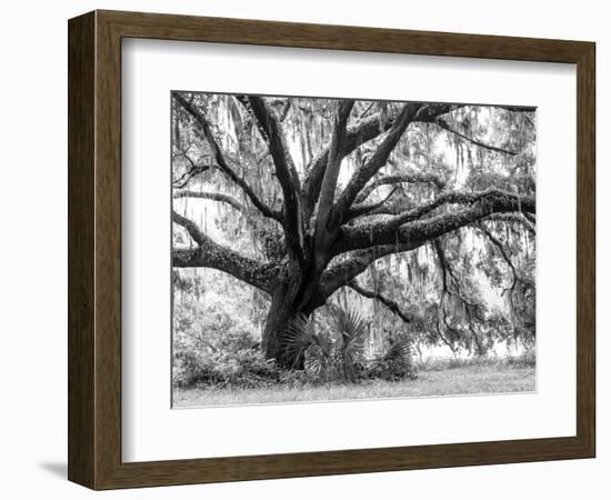 Beautiful Southern Live Oak tree, Flordia-Maresa Pryor-Framed Photographic Print