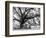 Beautiful Southern Live Oak tree, Flordia-Maresa Pryor-Framed Photographic Print