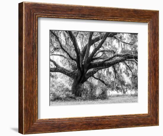 Beautiful Southern Live Oak tree, Flordia-Maresa Pryor-Framed Photographic Print