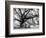 Beautiful Southern Live Oak tree, Flordia-Maresa Pryor-Framed Photographic Print